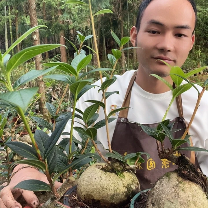 无花朵我也不知道我为什么