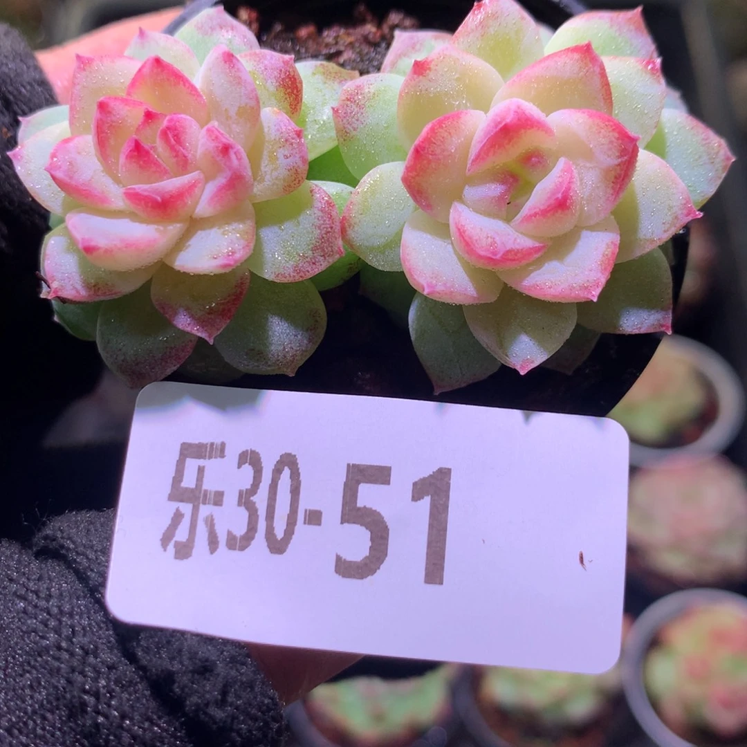 乐然30-51 新品双头