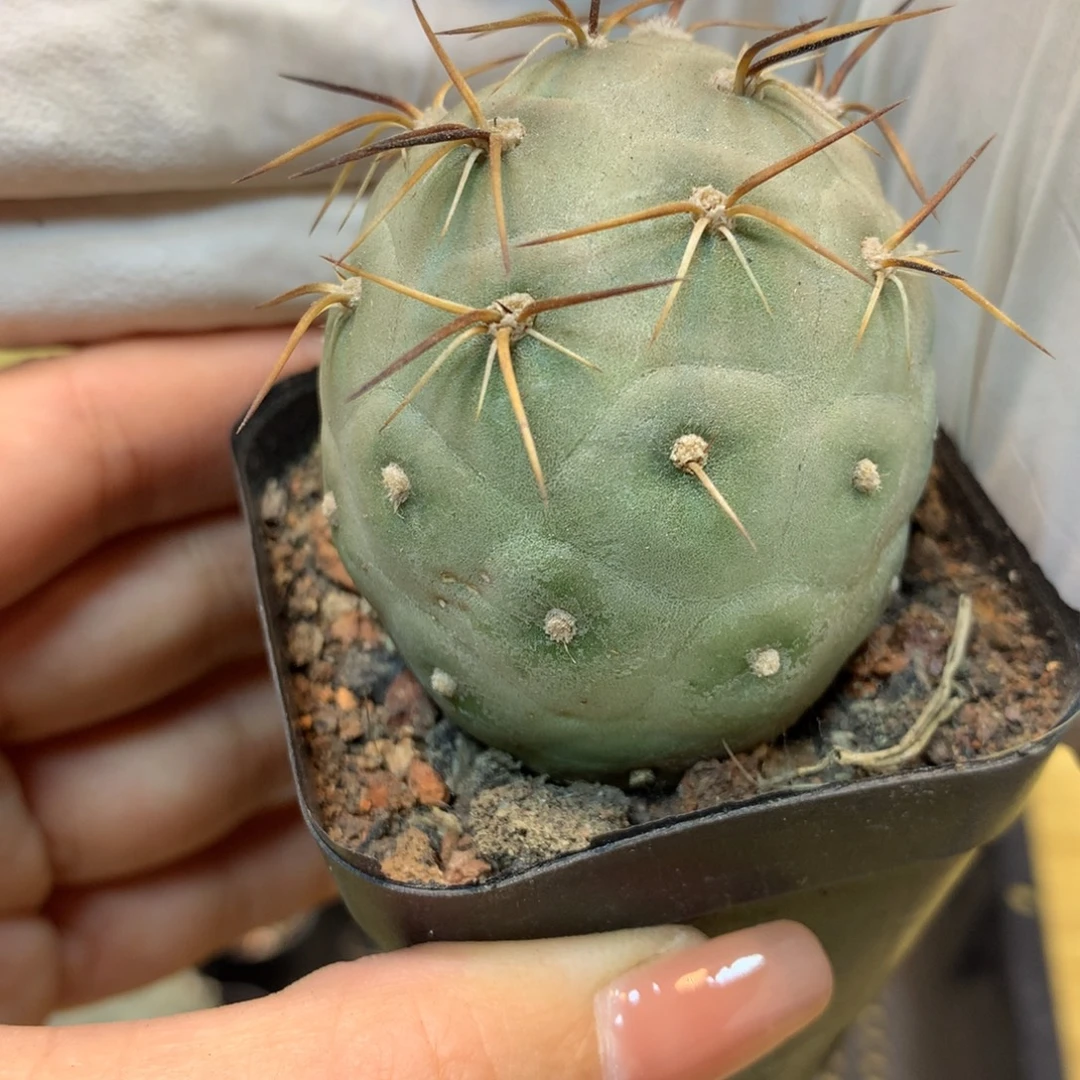 自根 大型习志野4公分起发