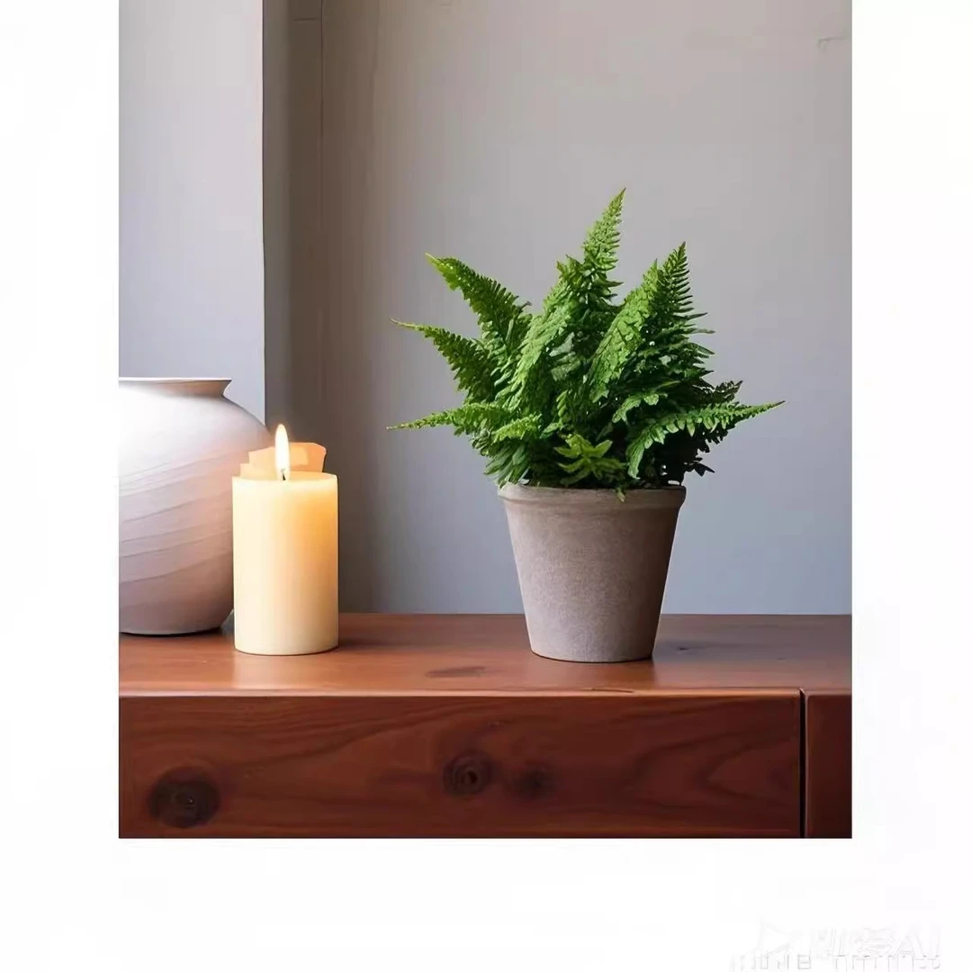 棉花糖蕨玛丽莎蕨密叶肾蕨室内盆栽耐阴耐寒绵密感精致观叶
