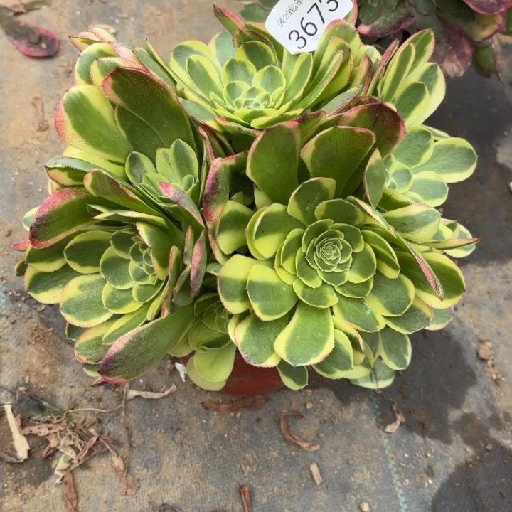 万圣节奶白锦多肉3673