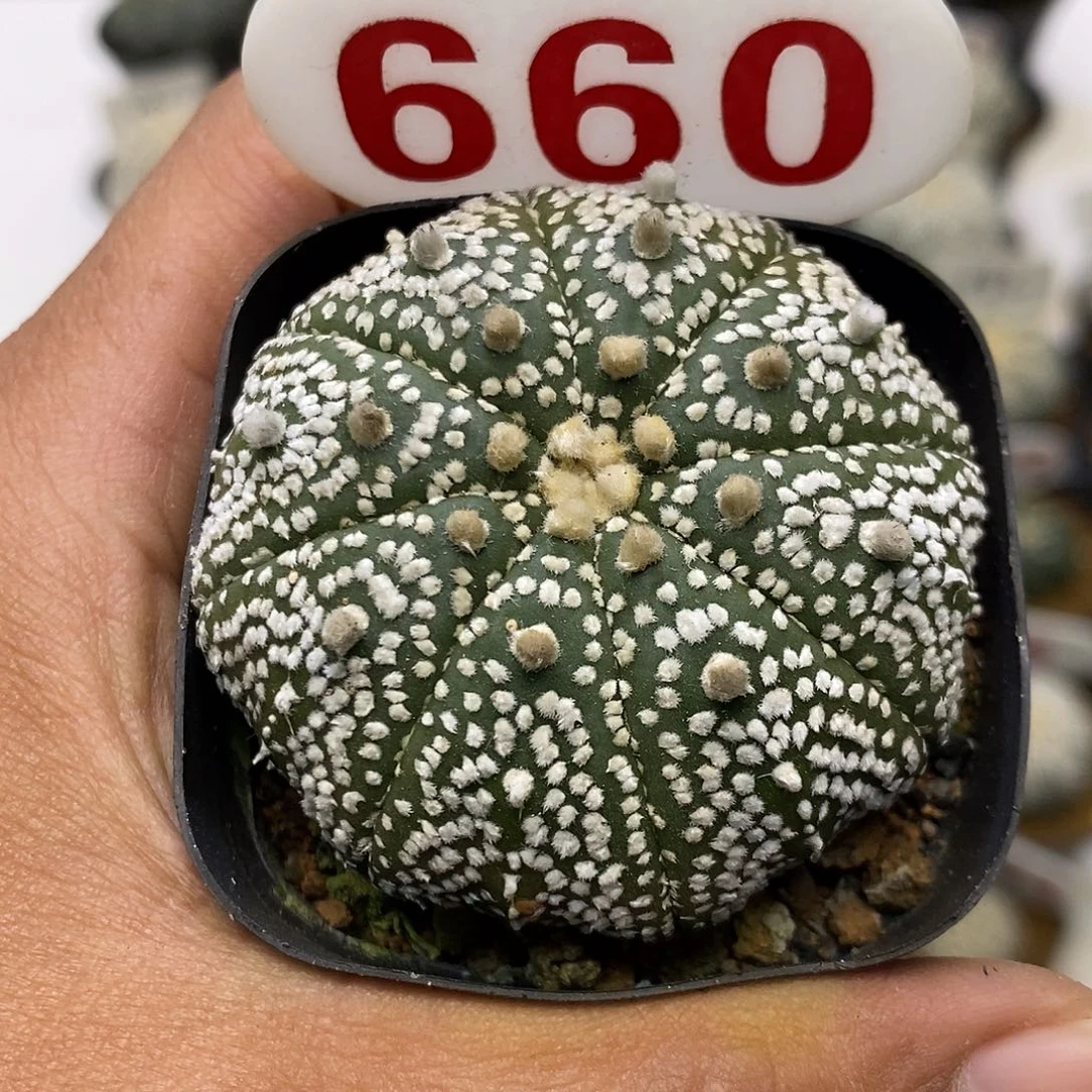 660岩田奇迹福利特价