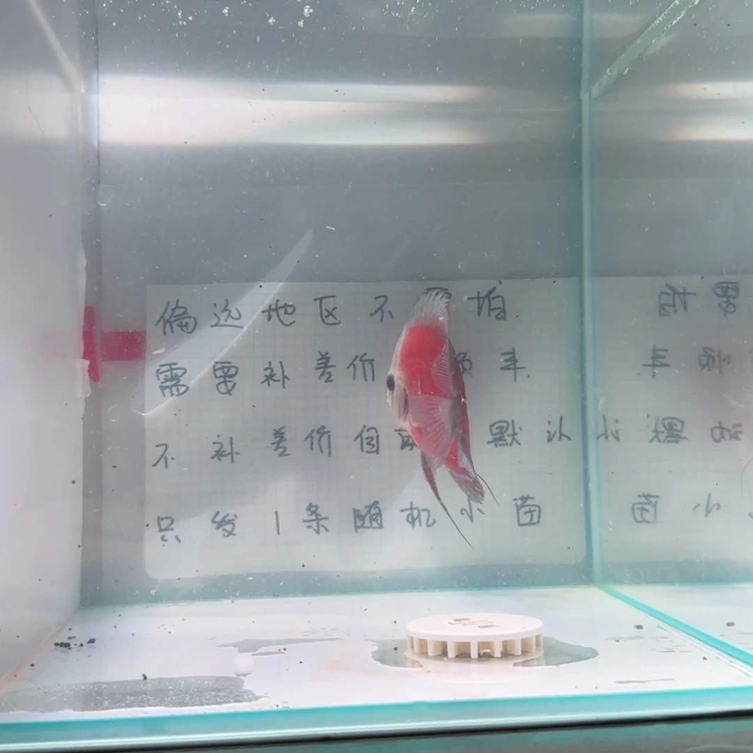七彩神仙鱼肉身7-8偏远地区不拍