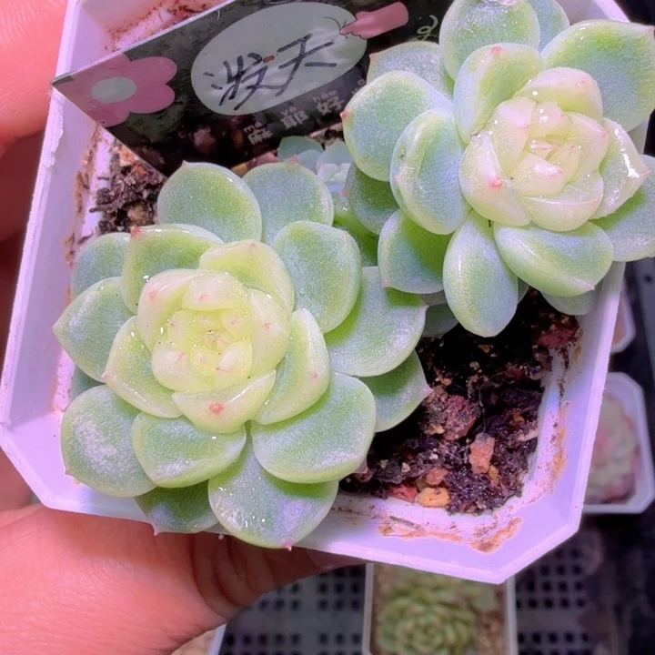 双头带四崽泼天财富