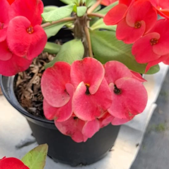 浅***小完全开放娇容三变直播间一物一拍