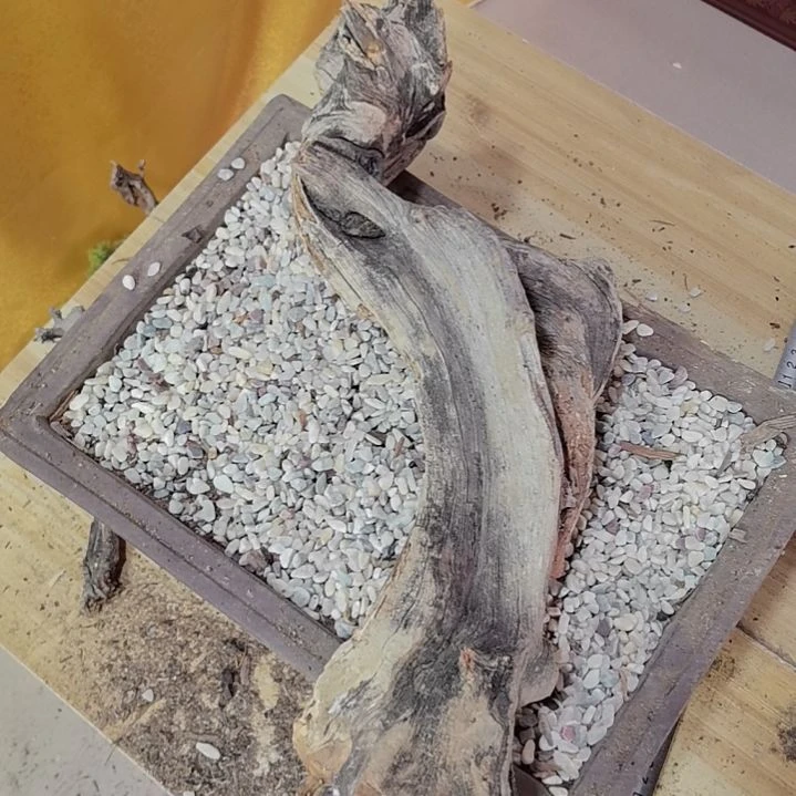 檀香紫檀（小叶紫檀）孔*