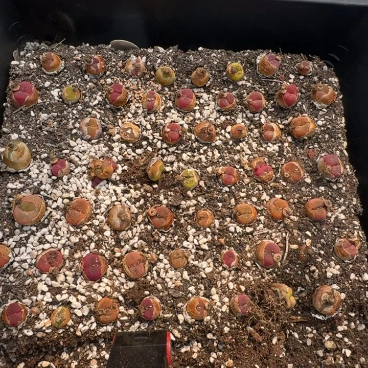 小*小雯专属组合福利