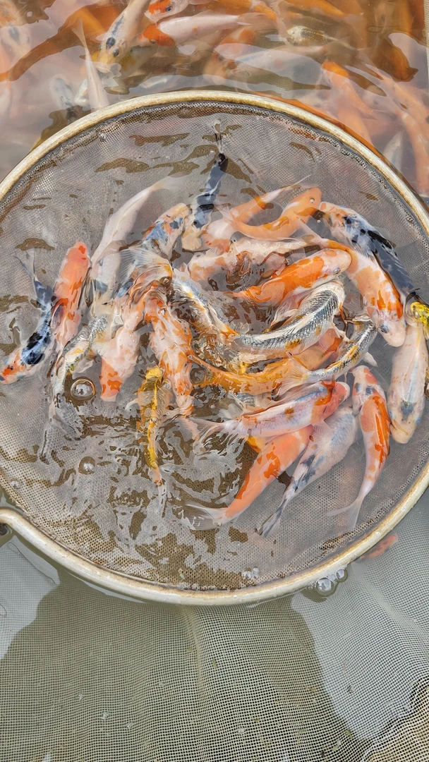 纯种锦鲤观赏鱼冷水鱼好养耐活适合新手饲养 偏远地区不包邮