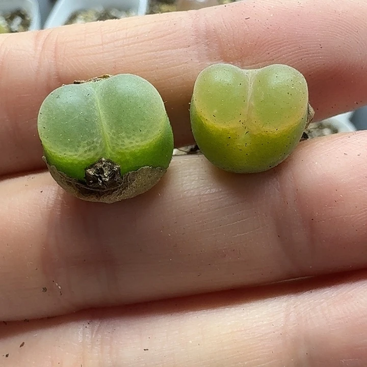 老马生石花o泡2502