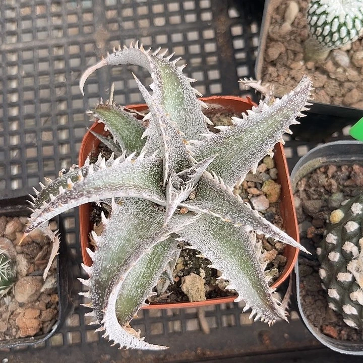 当前无花朵，栽培后可花朵