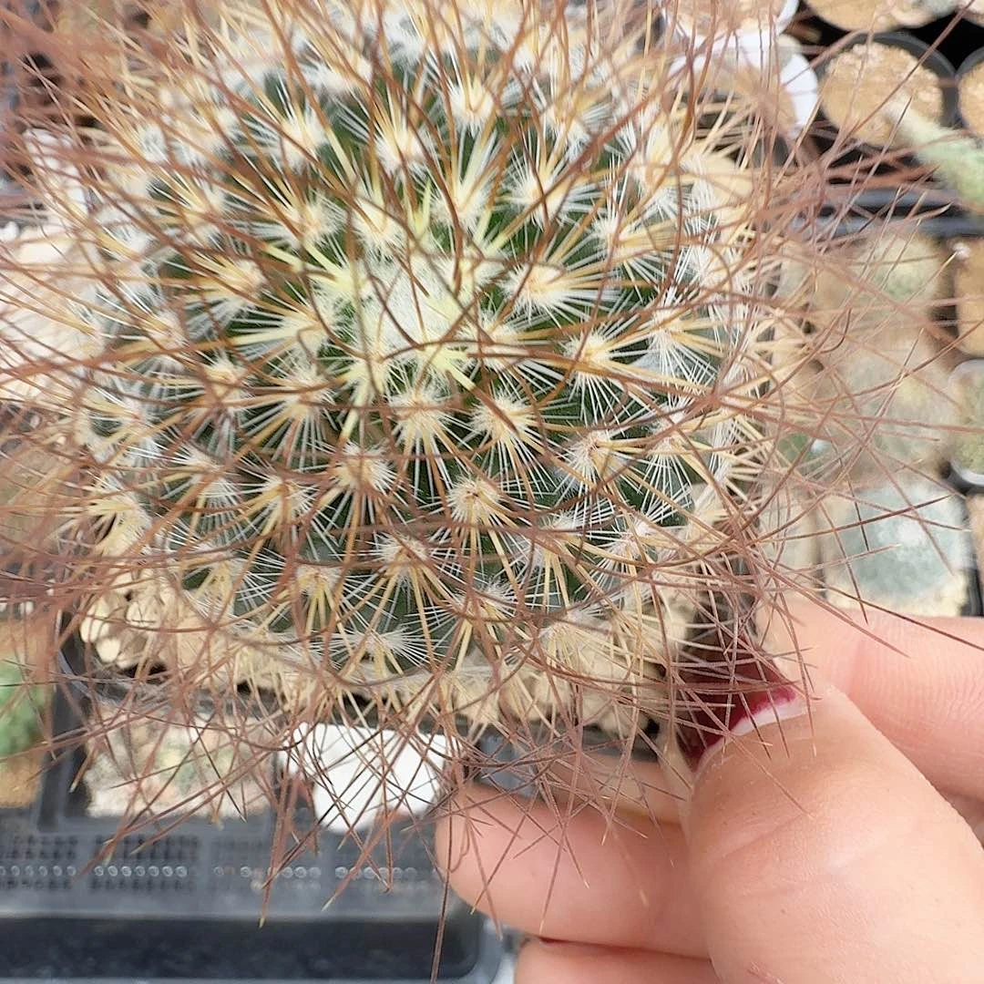 实生海泉脱土发货