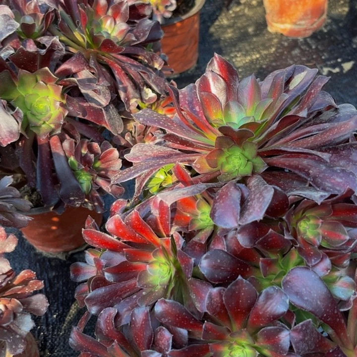 67多肉植物一物一拍