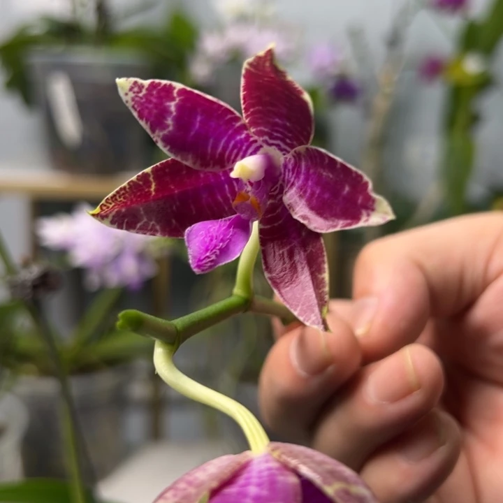 大部分开放少量花苞路德4.5寸双花间带花苞淡香叶片微瑕