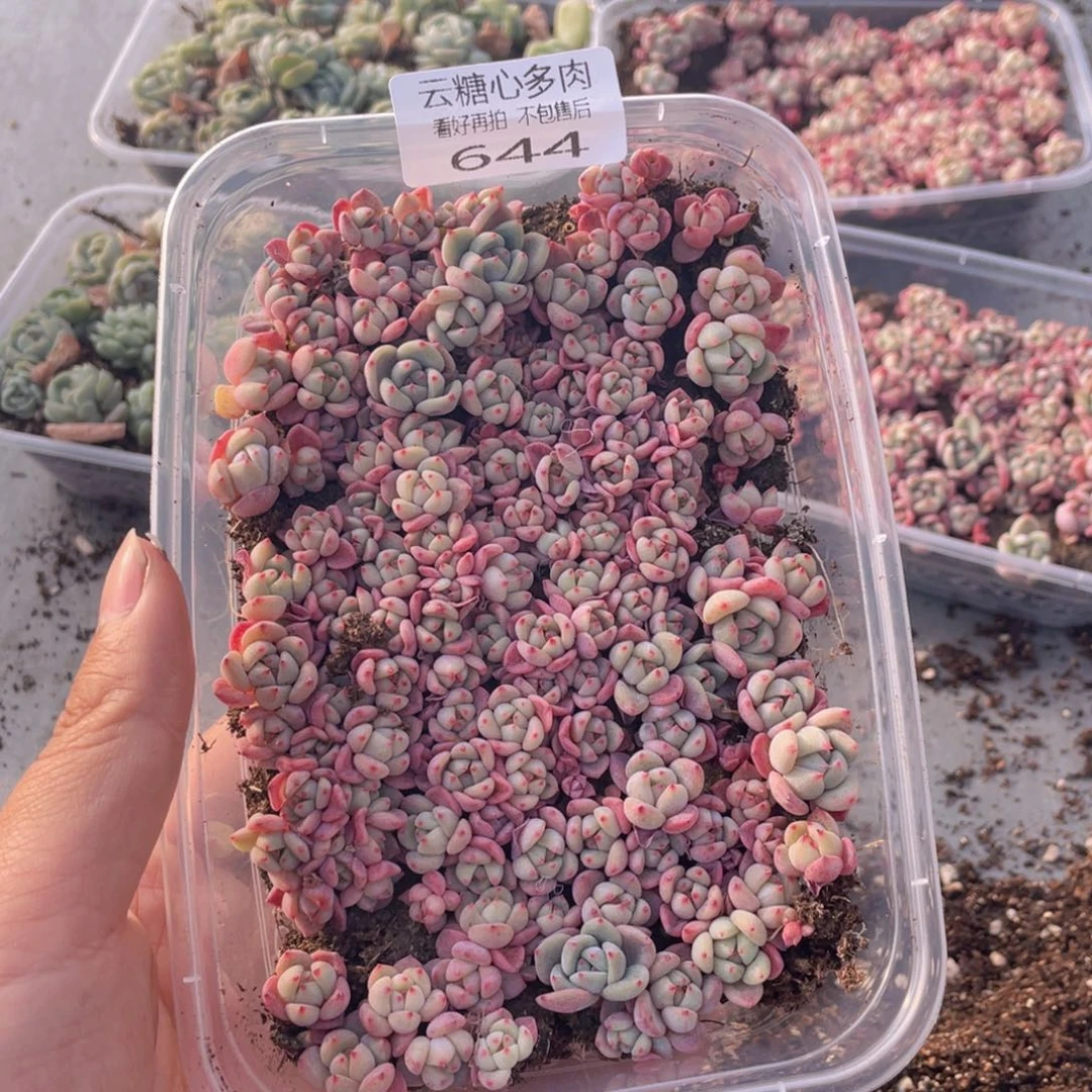 云糖心多肉植物644