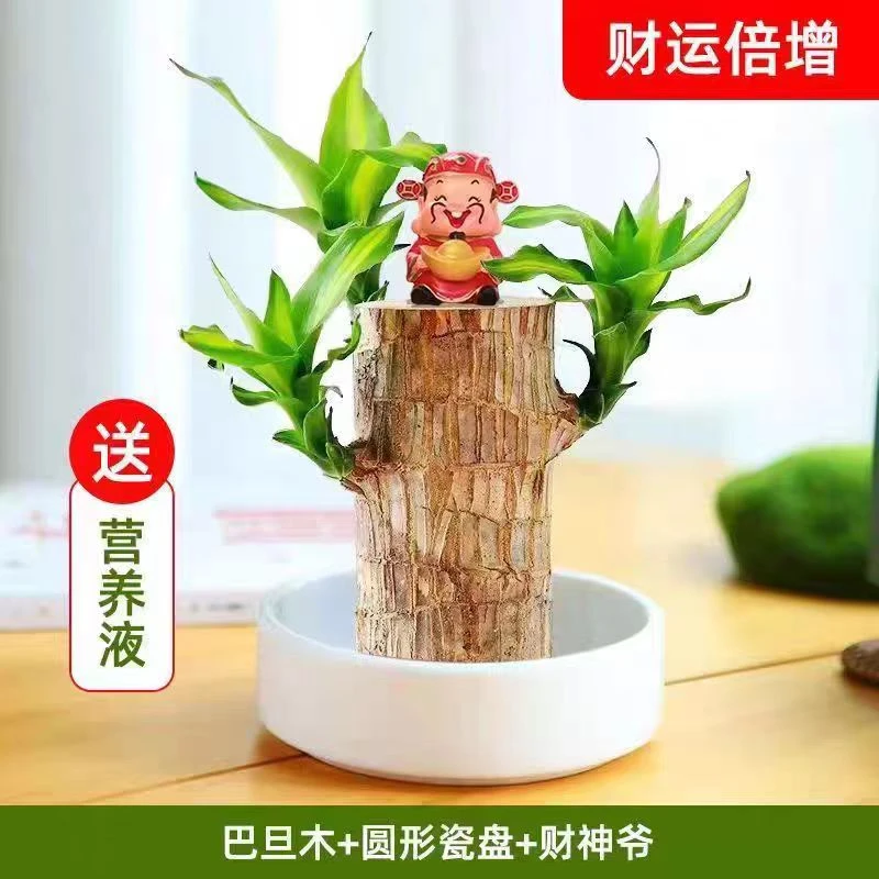 巴西木水养幸运木开花格鲁特树人好养绿植室内水培懒人花植物盆栽