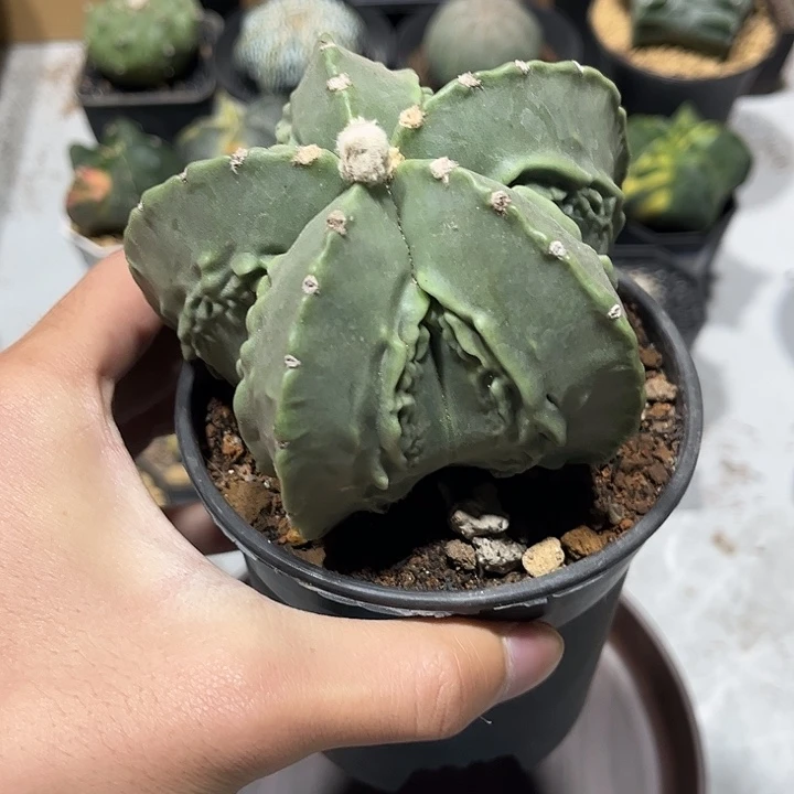 不开花植物仙人球