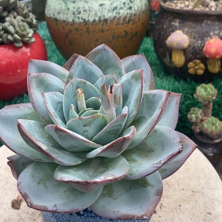 布鲁蓝老桩多肉整无砍d