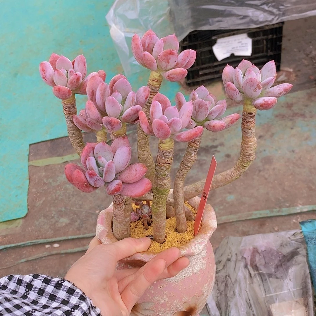 1013多肉植物老桩