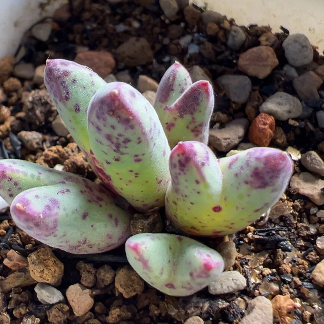 96多肉植物百科植物