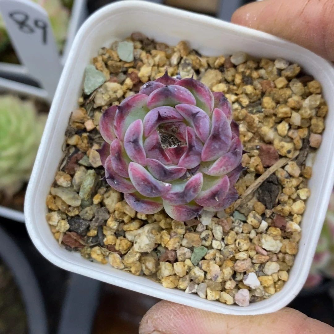 精品多肉一物一拍不包整155