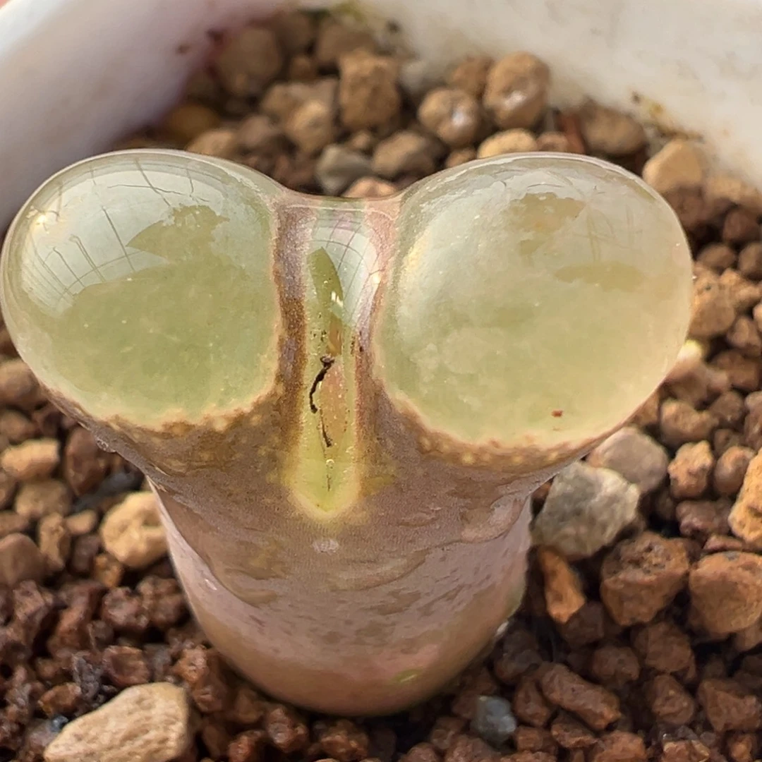 粉眼豆豆带盆多肉百科