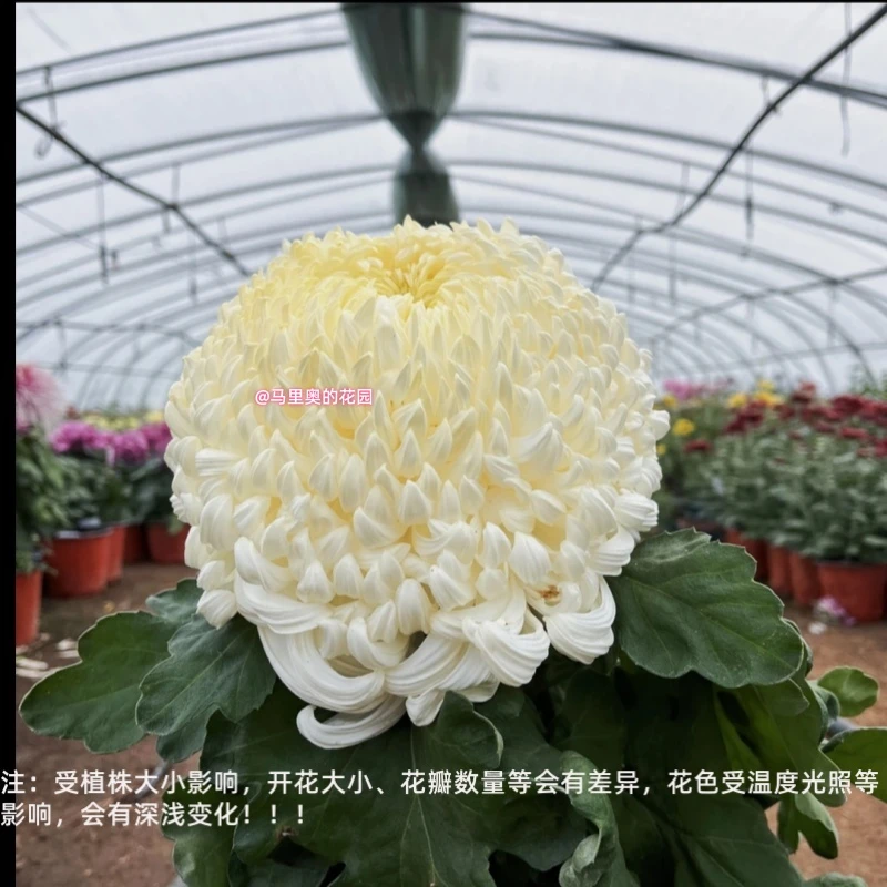 【国华八十城】传统大菊盆栽九月菊室外庭院阳台新手多年生草本花卉