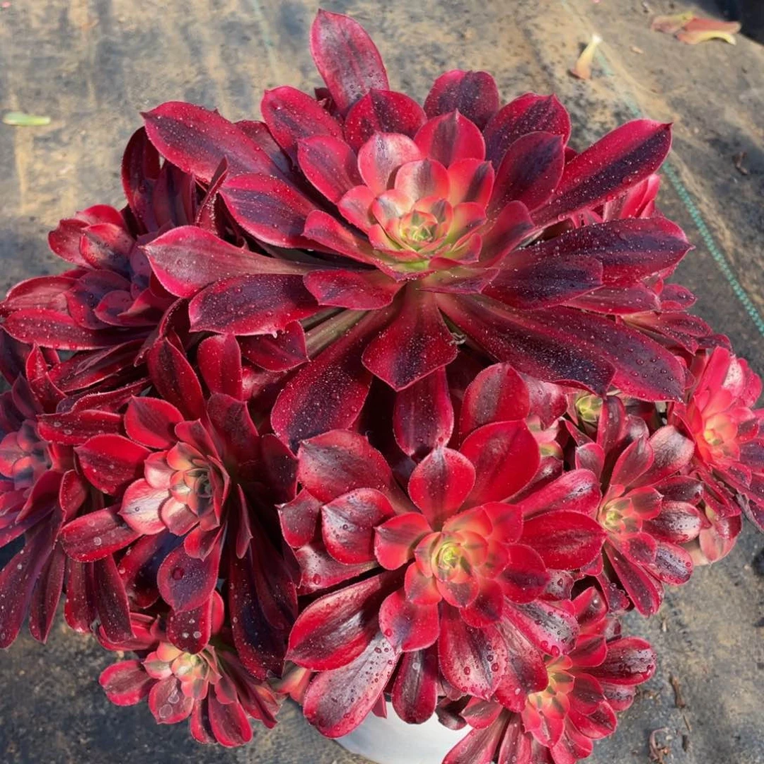 532美杜莎精品法师多肉