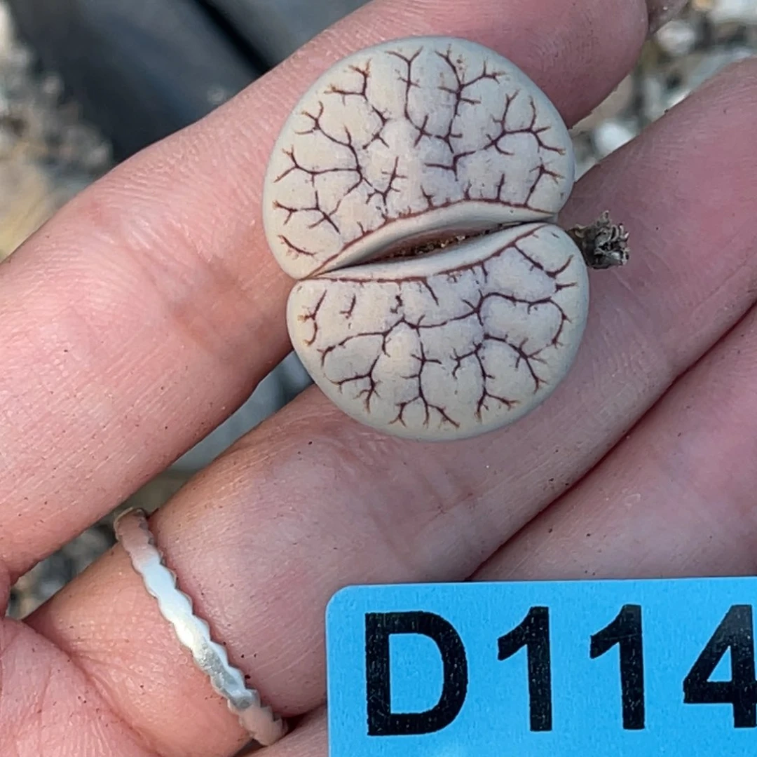 1143母亲节福利荒1