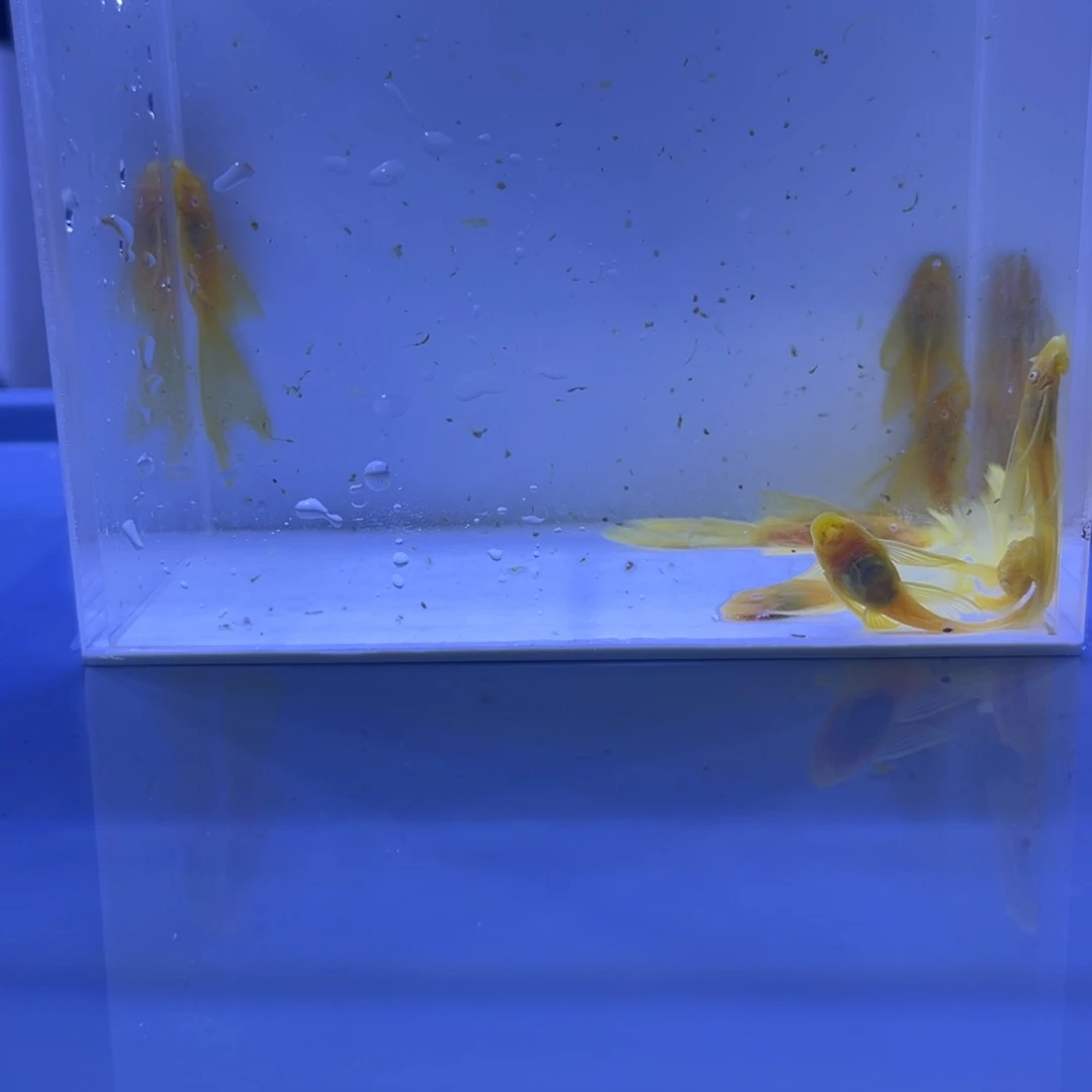 孔雀鱼大帆8条开箱视频报损