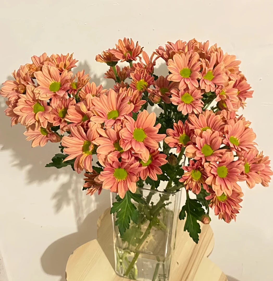 【橙色三文鱼小雏菊AK】橙色三文鱼小雏菊1把| 满两单升级快递