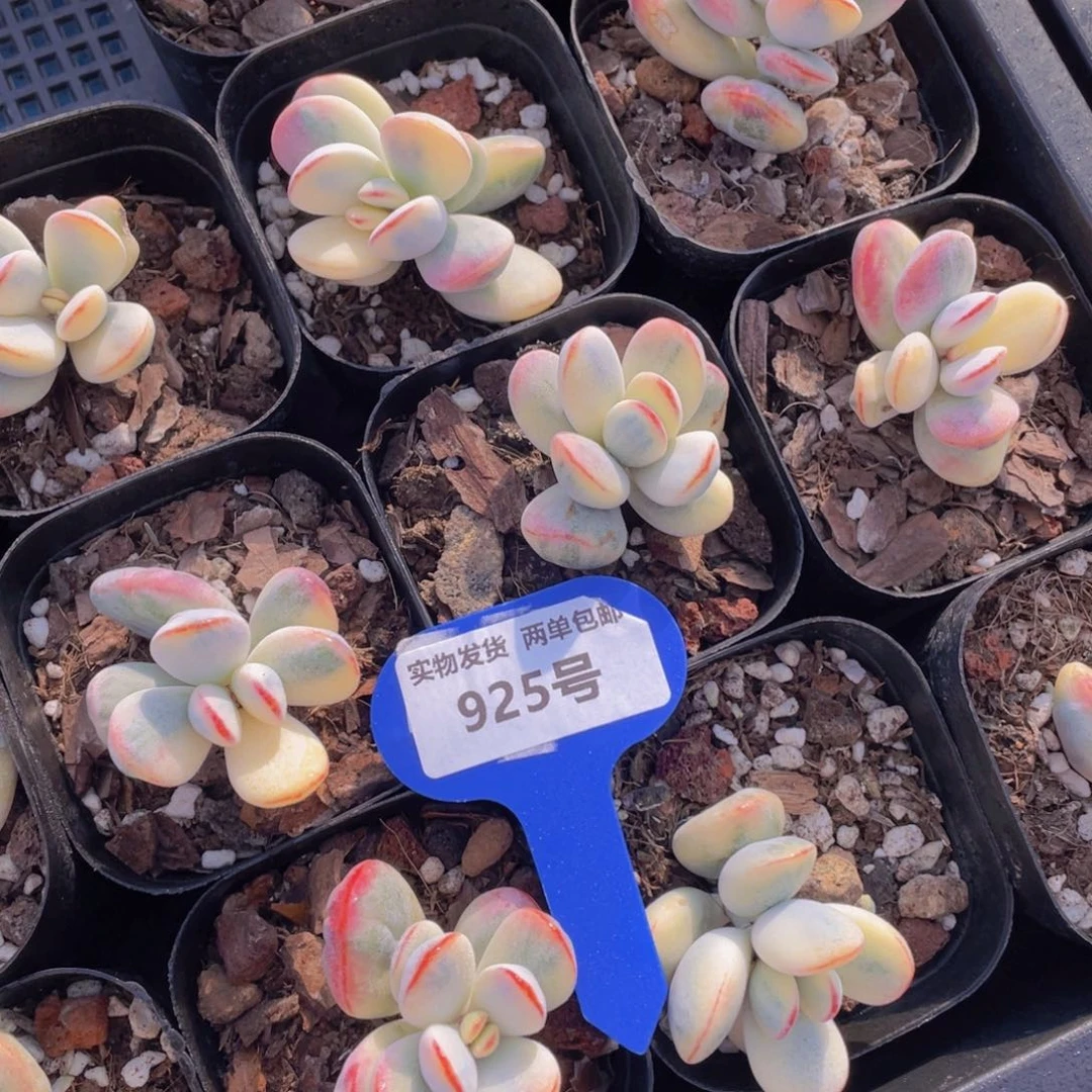 925号炫彩乒乓福娘锦一个