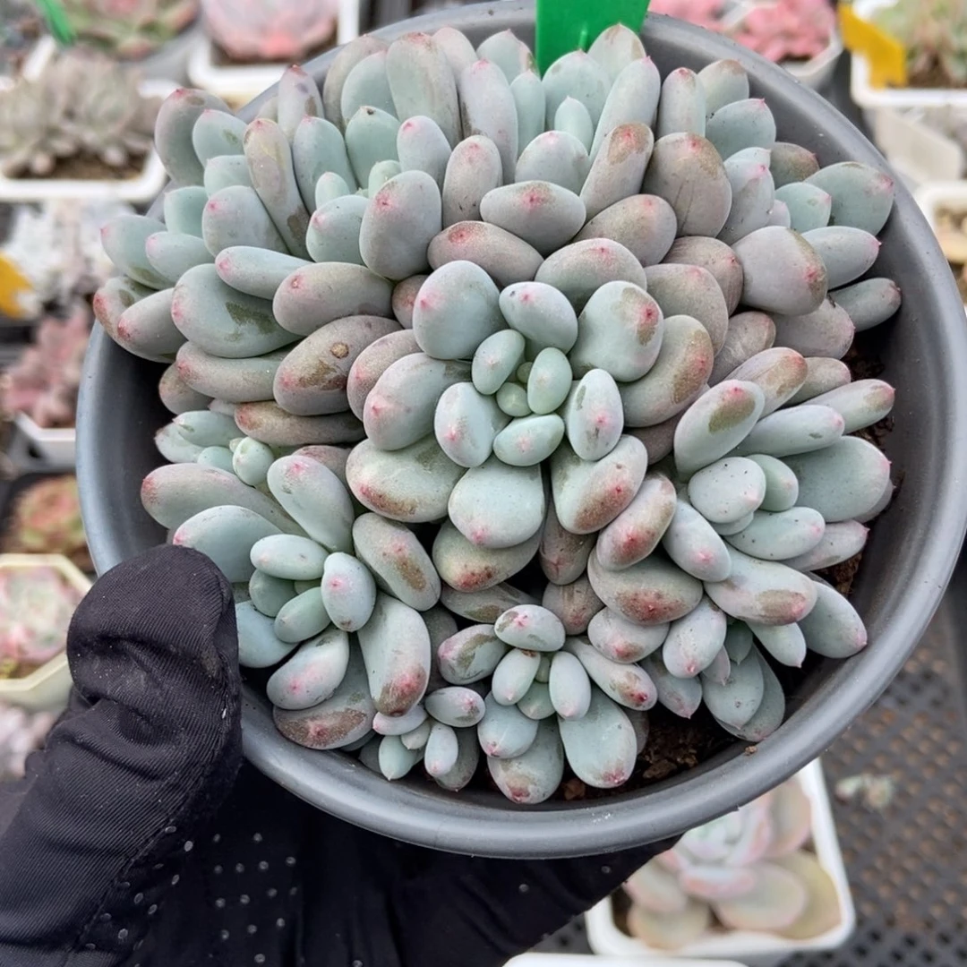 982香香雪多肉植物