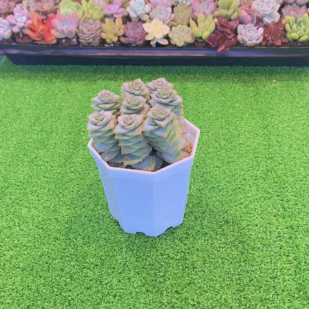 钱串八颗送八角盆土