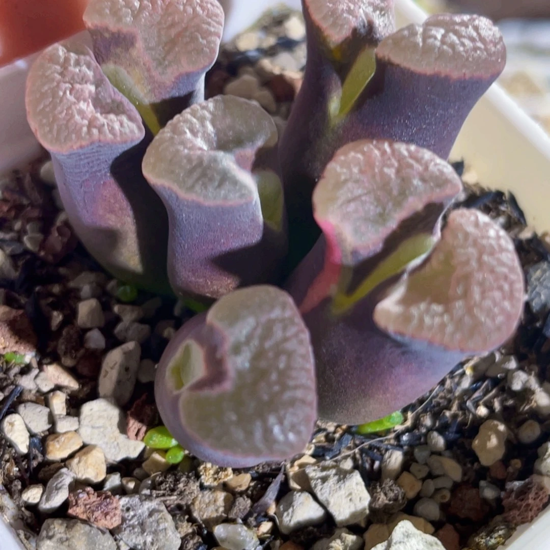 小怪怪锦磁铁风铃植物一物一拍