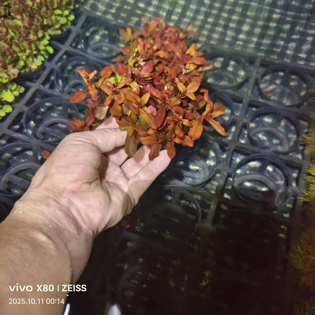 黄金柳坨草适合新手用于鱼缸装饰造景的水草