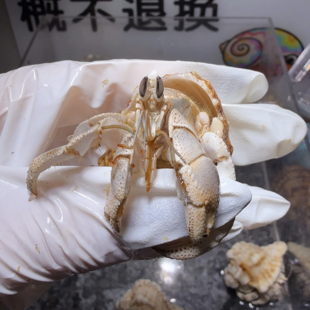 福利 2.5口缺腿红海