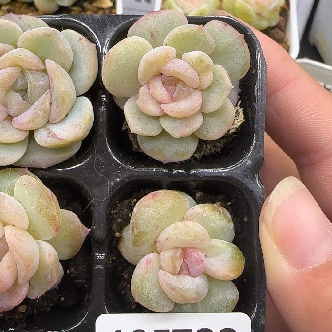 722石化糖心两颗【满29包邮非偏远】