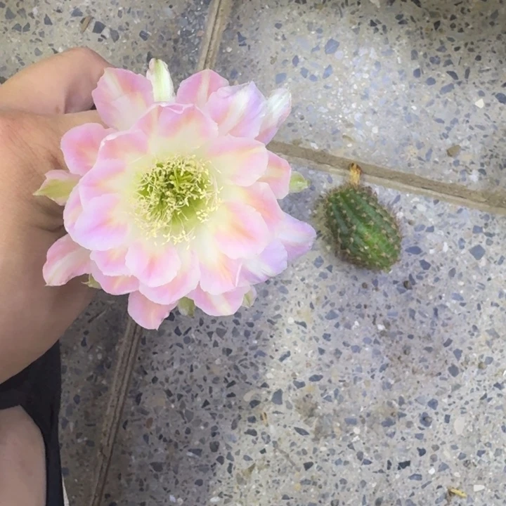 202丽花绿姬歪无根侧牙3公分左右，20包邮