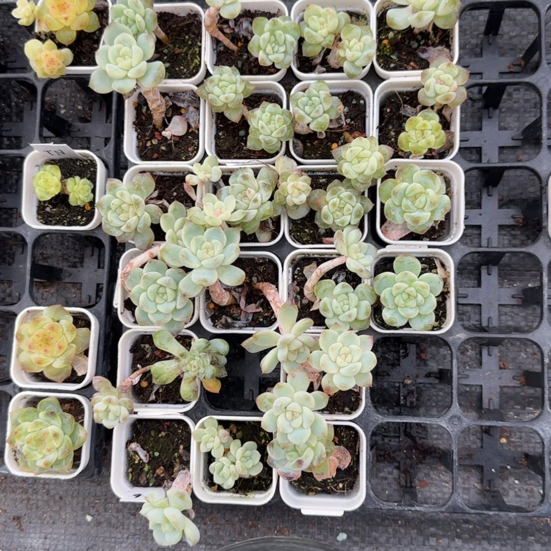 306 盆5床一个满25包邮