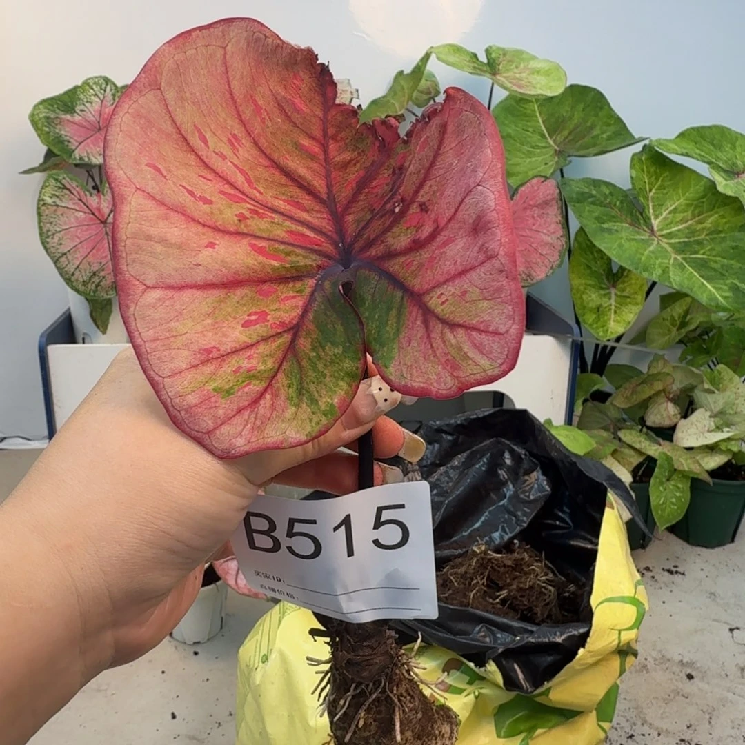 无花朵丹霞  3.5   B515