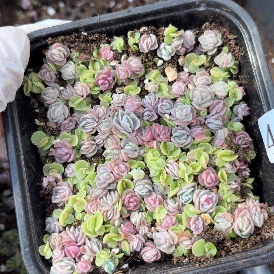 多肉植物多肉植物49