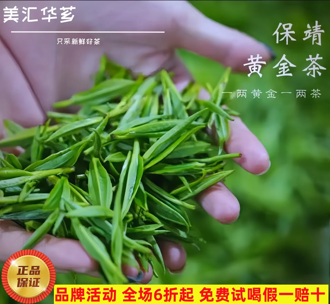 保靖黄金茶明前兰花香高山白茶新茶原产地2025新鲜送礼好喝正品