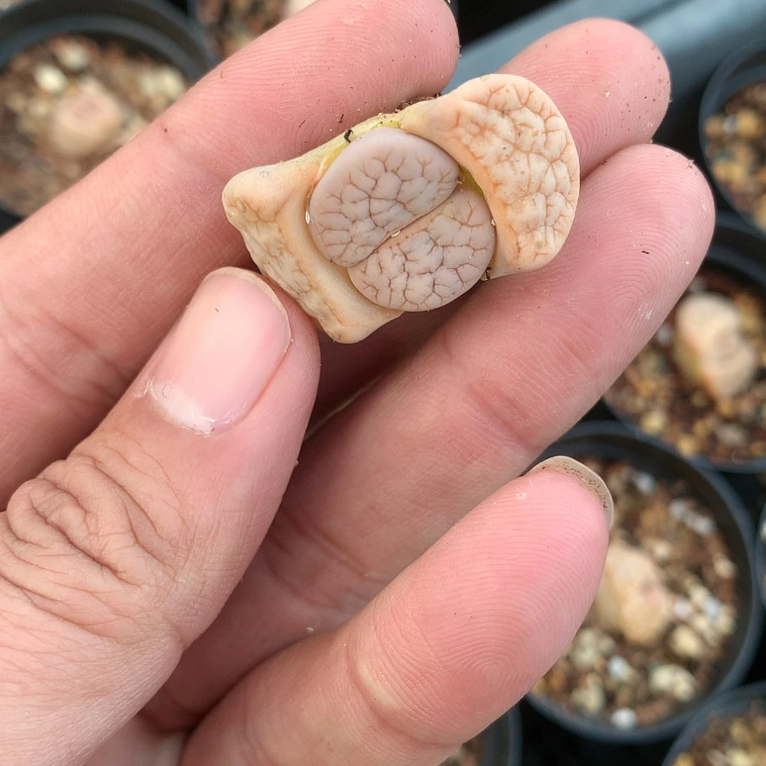 W215多肉植物保护