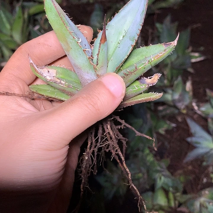 十***七龙舌兰仁王冠杂交十八三七