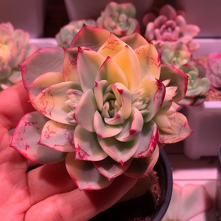 斗牛士锦锦锦锦锦锦锦