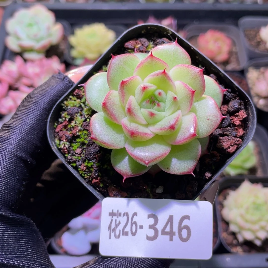 花利美26-346麦秆