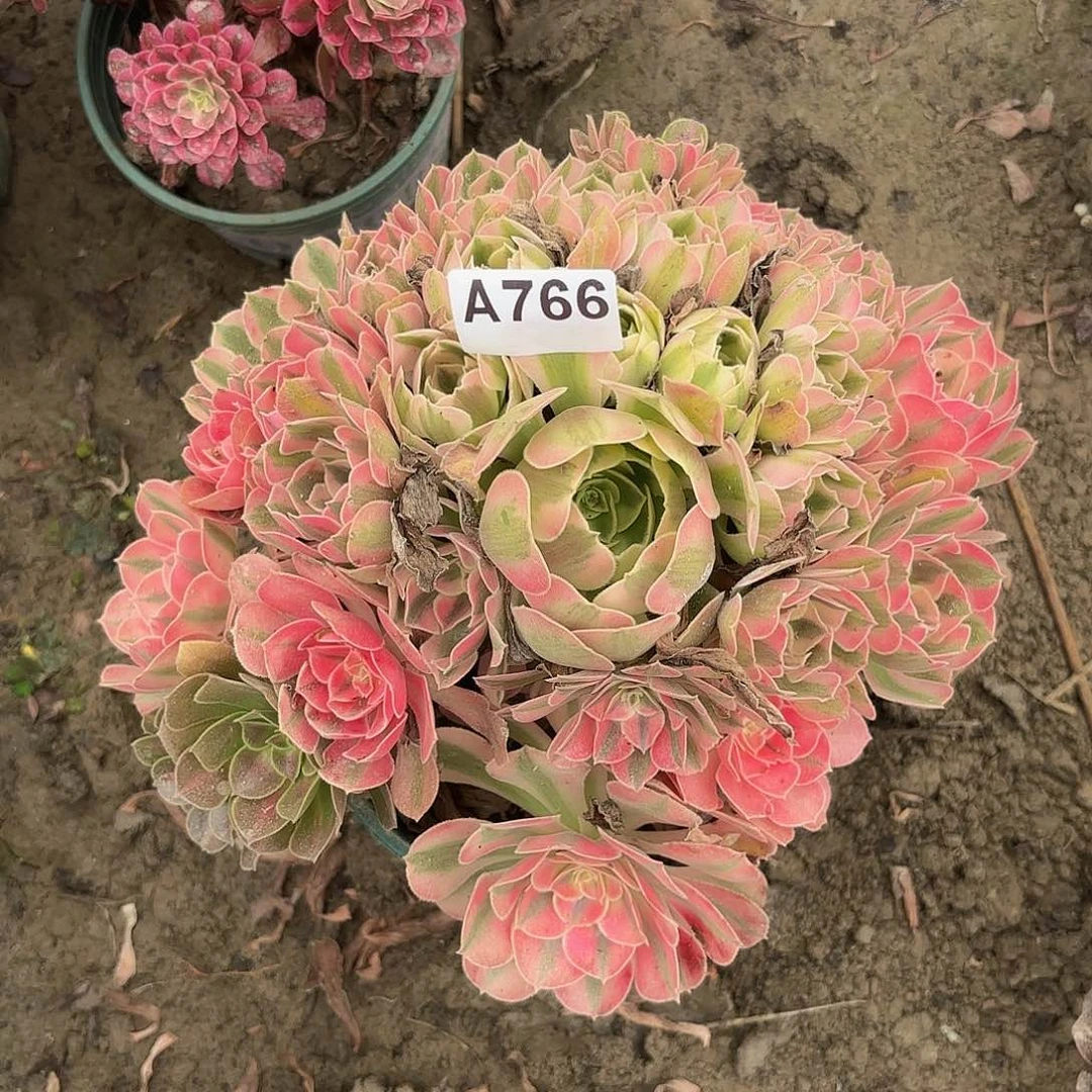南*叙粉女巫5-6-766偏远不包邮