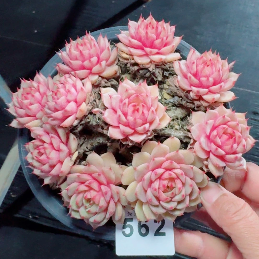 笨吧帝斯      愿你一路坦途，乘风破浪展宏图