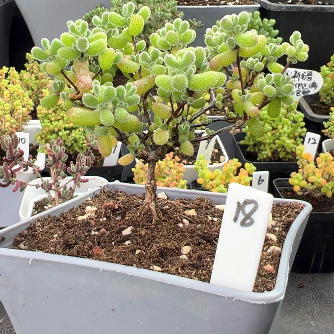 老桩翡翠18号10厘米盆