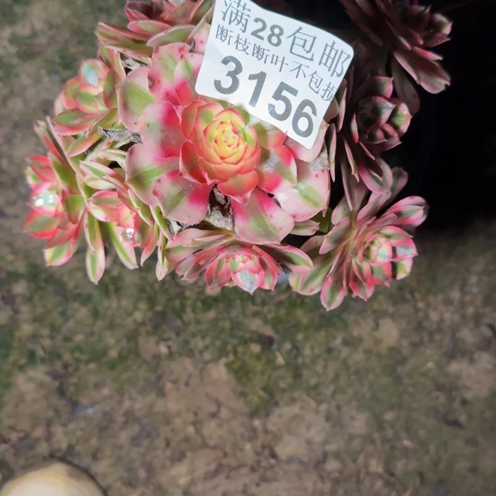 3156倾城不包断枝